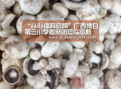 6686体育